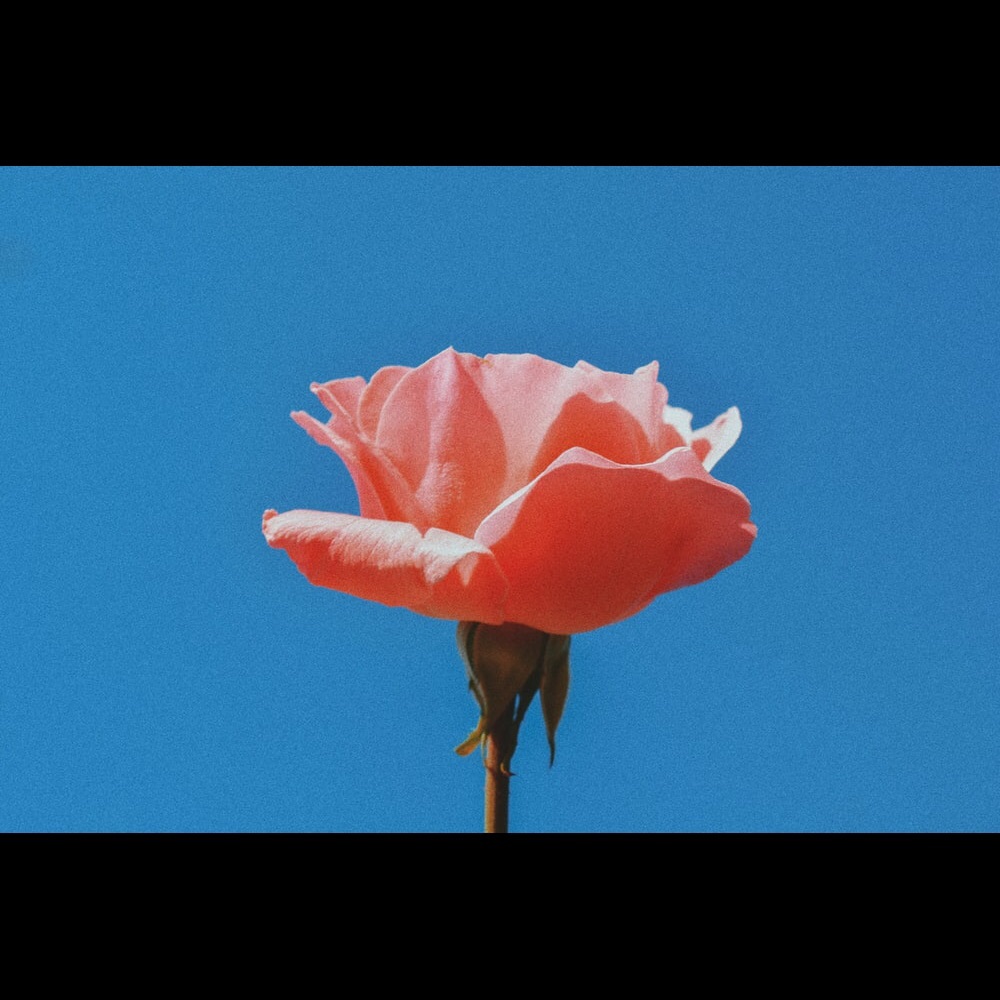 Meet your Posher, Cathy